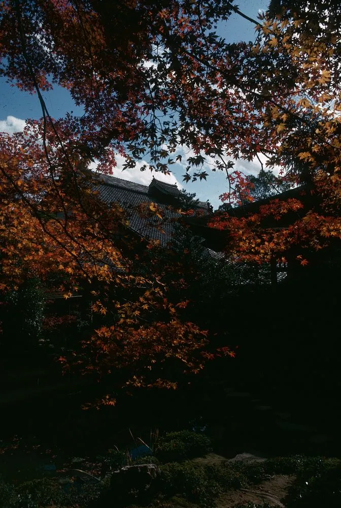 Japan Series: Jingo-ji, Kyoto