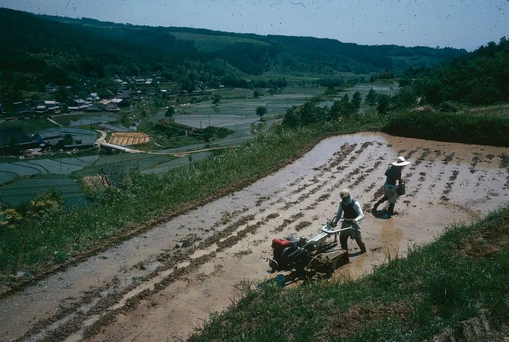 Japan Series: Rice Cultivation