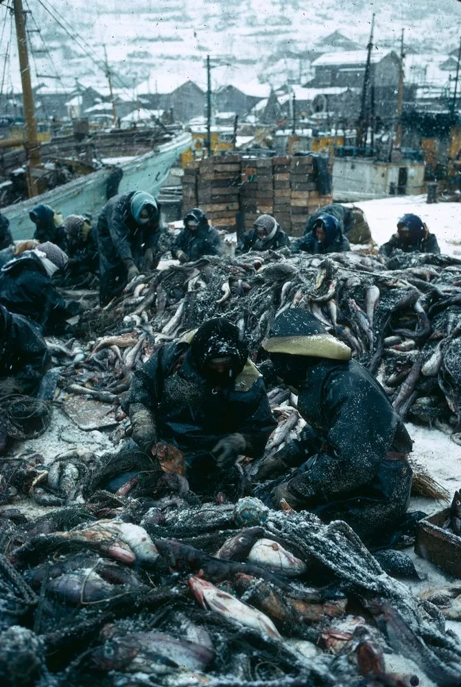 Japan Series: Hokkaido Fisherwoman