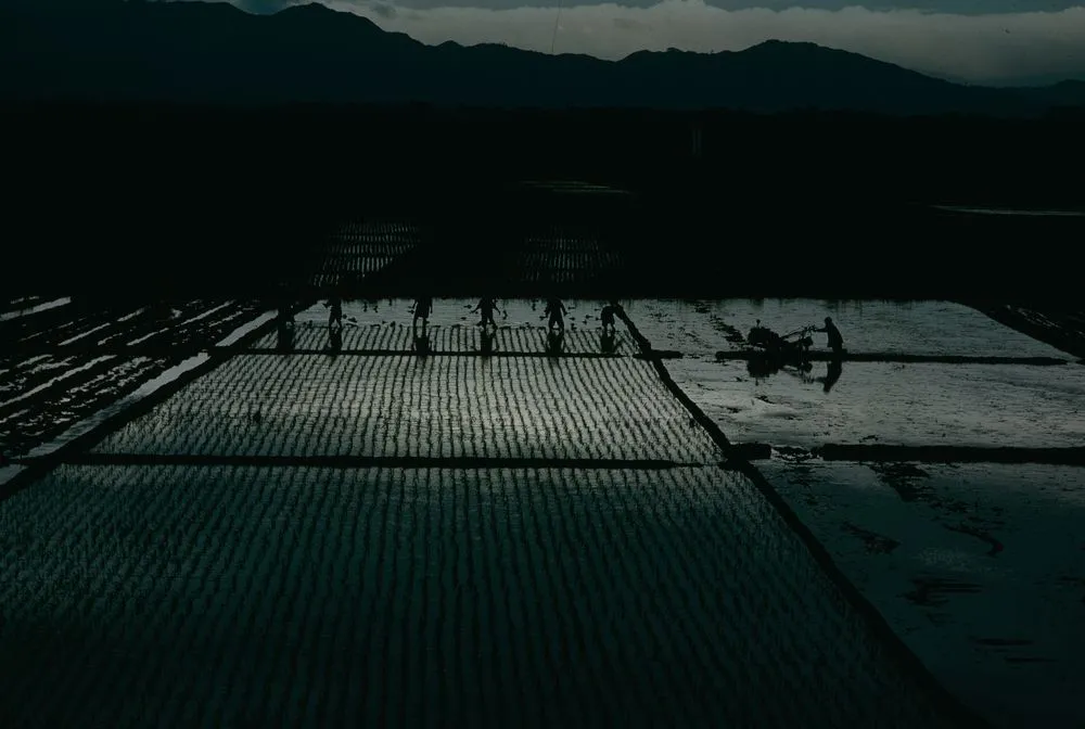 Japan Series: Rice Paddies