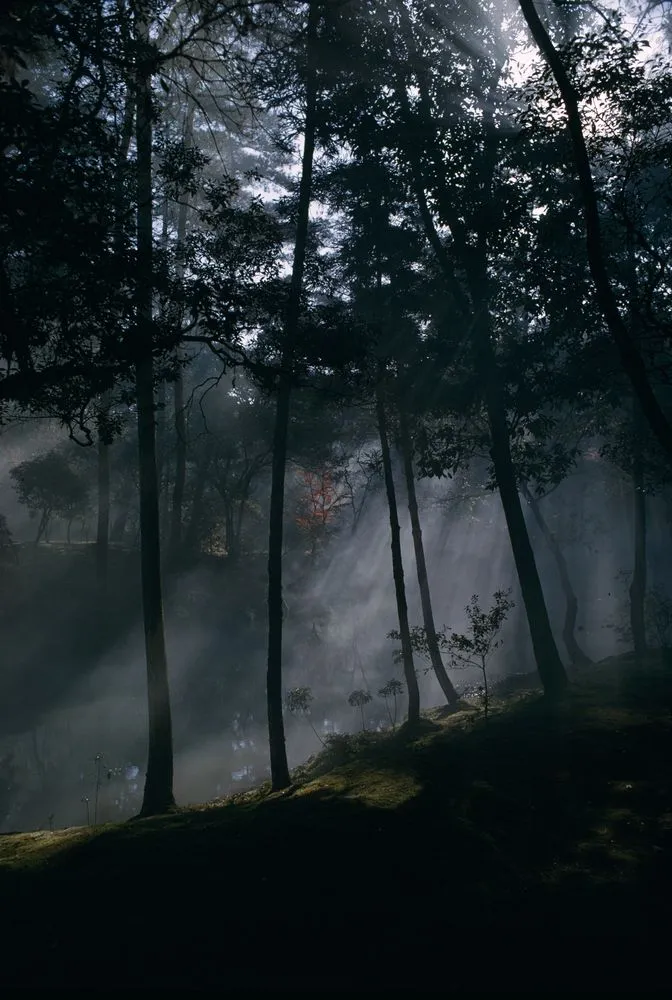 Japan Series: Misty Trees