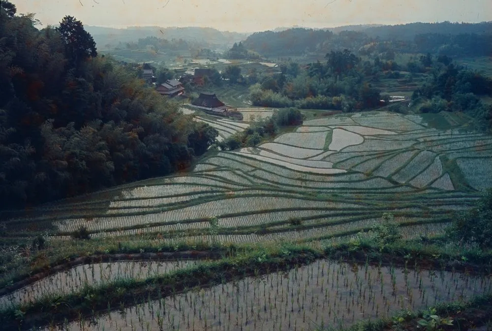 Japan Series: Ogimura District near Lake Bewa
