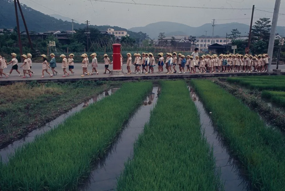 Japan Series: Rice Fields