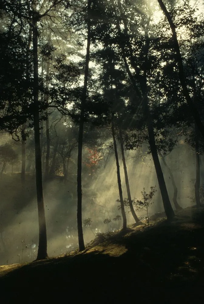 Japan Series: Misty Trees