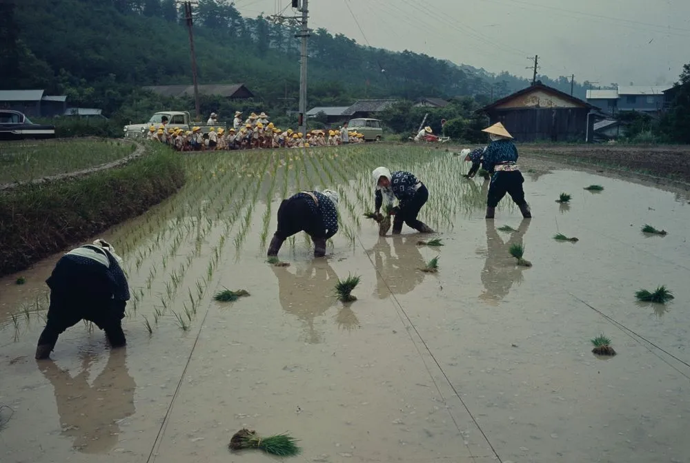 Japan Series: Rice Planting