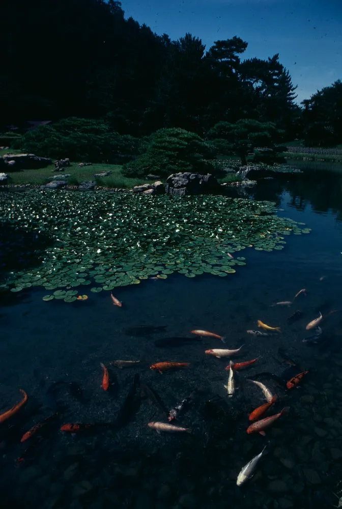 Japan Series: Koi Pond