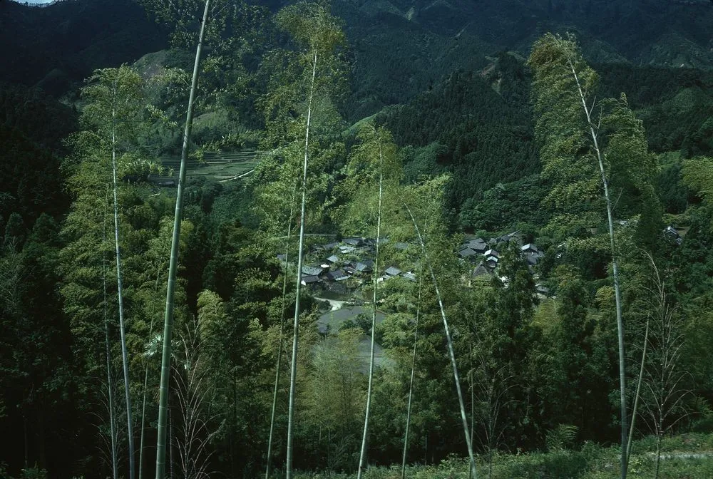 Japan Series: Honshu Bamboo Trees