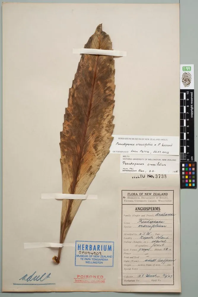 Pseudopanax hybrid, Pseudopanax crassifolius (Sol. ex A.Cunn.) K.Koch x P. lessonii (DC.) K.Koch