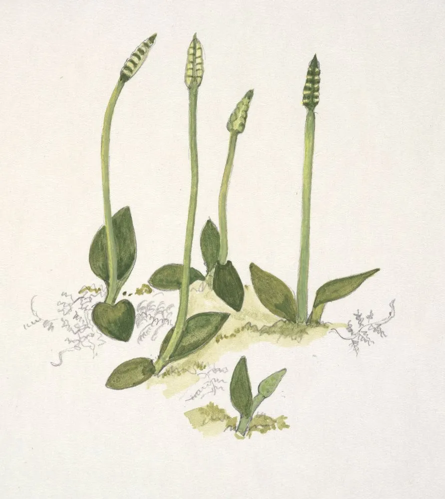 Ophioglossaceae - Ophioglossum coriaceum