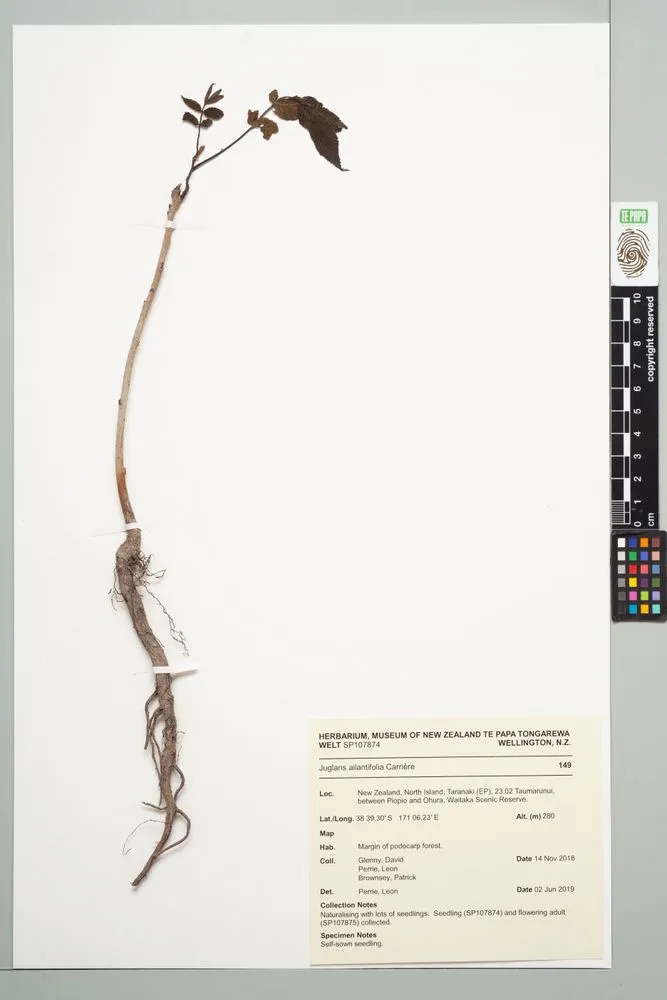 Japanese walnut, Juglans ailantifolia Carrière