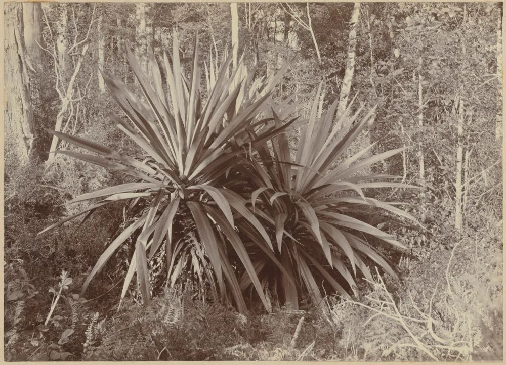 Elastic Plant, Takaka, Nelson. From the album: Photographic Views