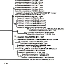 Maximum Likelihood tree of the 16S rRNA gene of <i>Cuspidothrix issatschenkoi</i>.