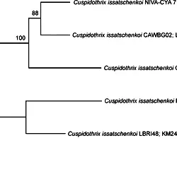 Maximum Likelihood tree based on the <i>ana</i> gene clusters of five <i>Cuspidothrix issatschenkoi</i> strains included in this study.