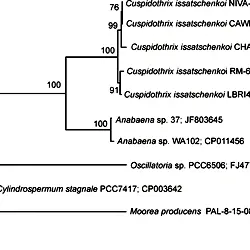 Maximum Likelihood tree based on the <i>anaF</i> gene clusters of the five <i>Cuspidothrix issatschenkoi</i> strains included in this study.