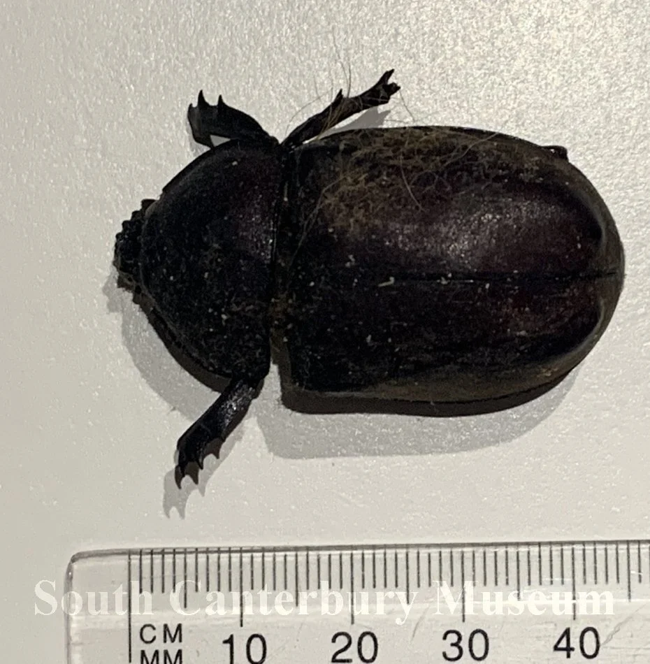 Specimen, Coleoptera