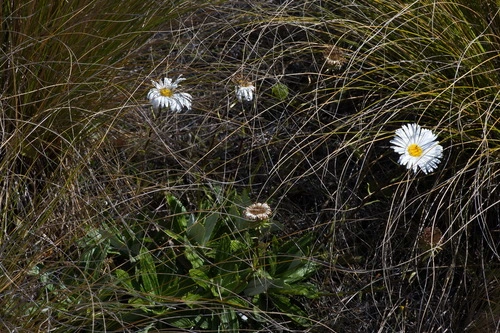 Mountain Daisy