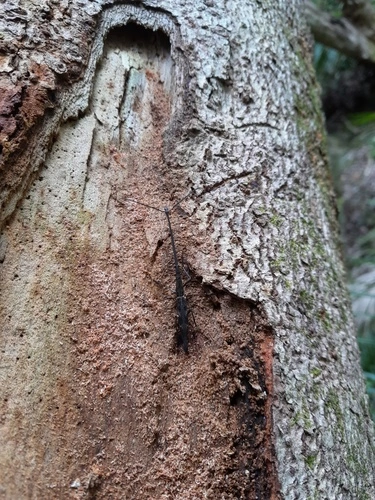 New Zealand Giraffe Weevil