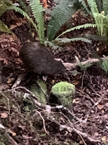 Rakiura Brown Kiwi
