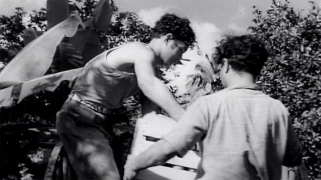 Picking oranges in the Cook Islands, 1951