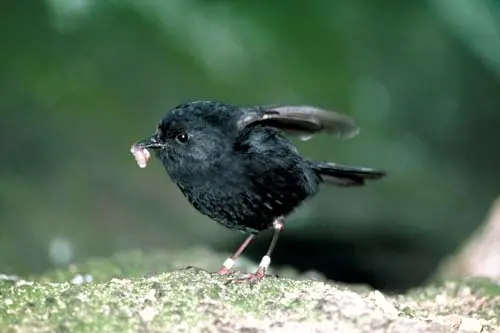 Chatham Island black robin