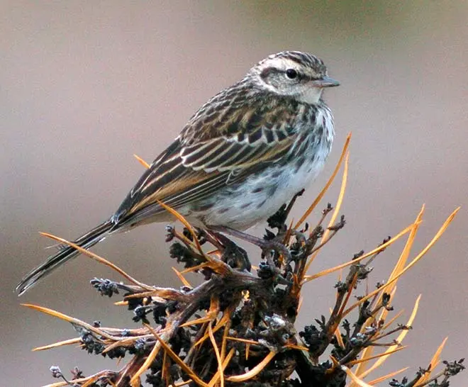 New Zealand pipit