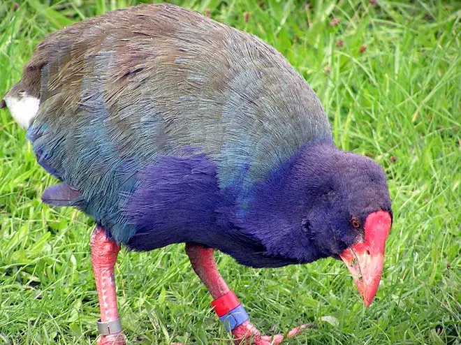 Takahē