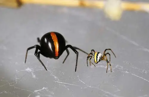 Katipō spiders