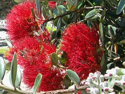 Pōhutukawa flower