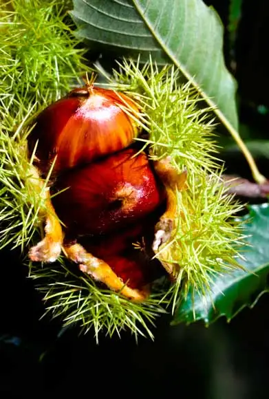Chestnuts