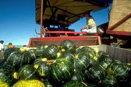 Squash harvest