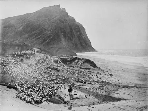 Sheep droving at Waihau Bay