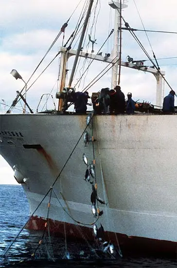 Japanese tuna boats