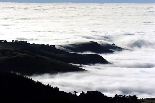 Fog, Otago coast