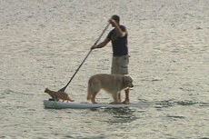 Paddle boarding gets hairy for Dunedin man and his pets