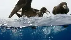 YOUNG OCEAN EXPLORERS - SEABIRDS