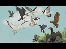 He Paki Taonga i a Māui: Ko te Pakanga a ngā Manu | Battle of the Birds