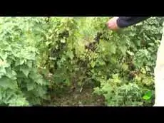 Breeding blackcurrants