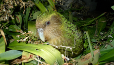Topic Explorer - New Zealand Flora and Fauna | Services to Schools Topic Explorer - New Zealand Flora and Fauna | Services to Schools
