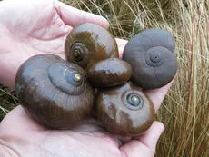 Native snail shells