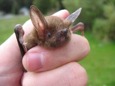 New Zealand Lesser Short-tailed Bat