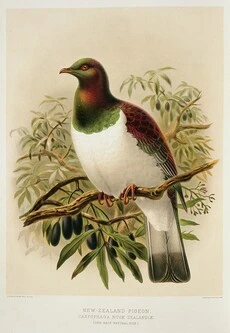 Keulemans, John Gerrard 1842-1912 :New Zealand pigeon. Carpophaga Novae Zealandiae. (one-half natural size). / J. G. Keulemans delt. & lith. [Plate XXIV. 1888].