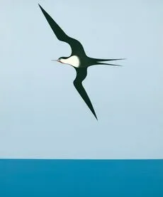 Pacific frigate bird