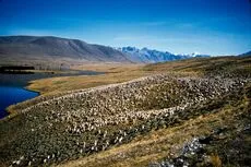 Autumn sheep mustering