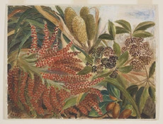 Native plants