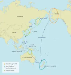 Bar-tailed godwits’ migration route