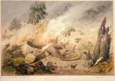 Burning the bush in Taranaki