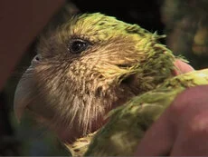 The Unnatural history of the Kakapo