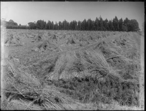 Harvested hay in a field, probably Christchurch region