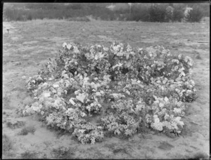 Floral wreaths, in a field, possibly Christchurch district