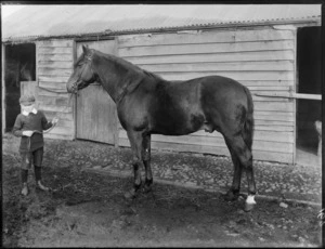 Unidentified boy holding the strap of a stallion in front of stables, probably Christchurch district
